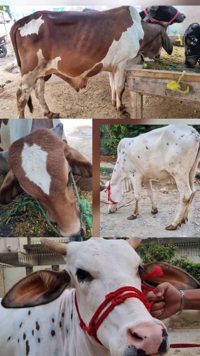 2 daant bachya white 2 daant bachra brown and white
