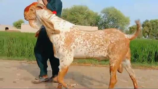 desi Bakra for Sale Mashallah Call 03327415379