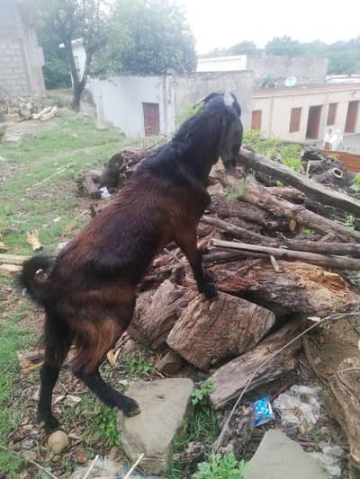 Bakra for sale