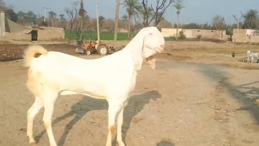 gulabi Bakra for Sale Mashallah Call  03481743426