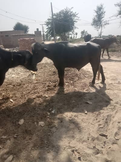 Katta for qurbani