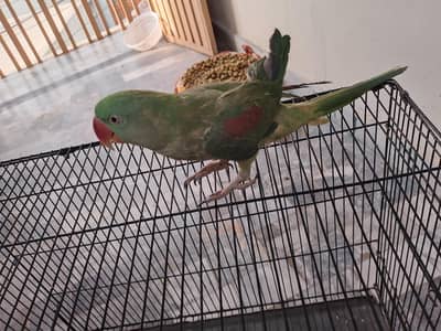 Raw Parrot Male