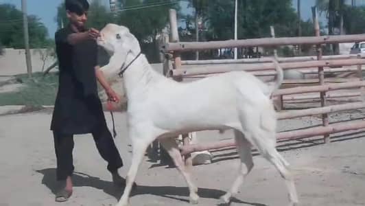 gulabi Bakra for Sale Mashallah Call  03481743426
