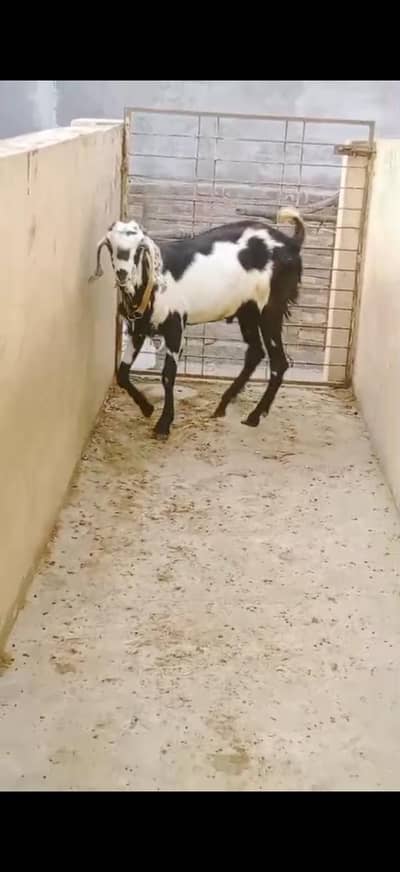 Andal Bakra