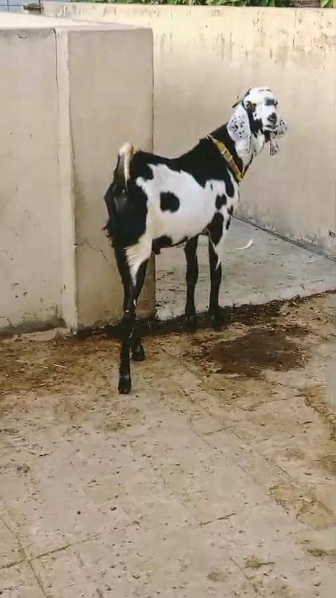 Andal Bakra 1