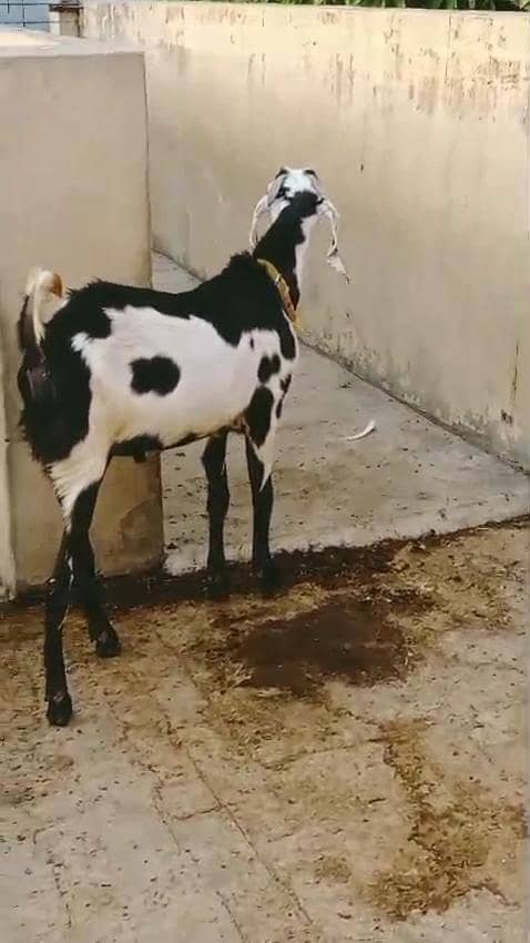 Andal Bakra 2