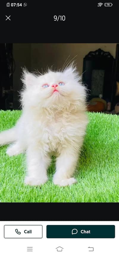 Persian cat for sale male or female my WhatsApp number33/13/09/17/88