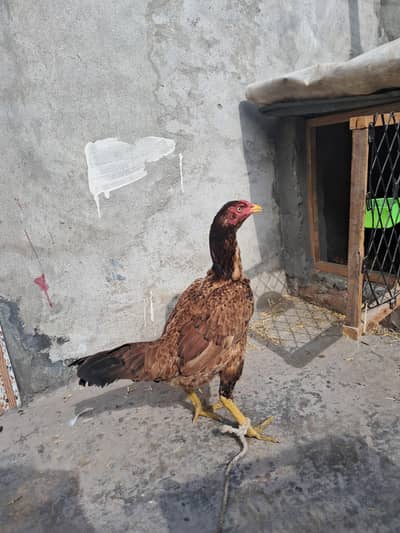 Aseel hen for Sale
