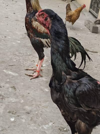aseel pair or single female brown eggs laying