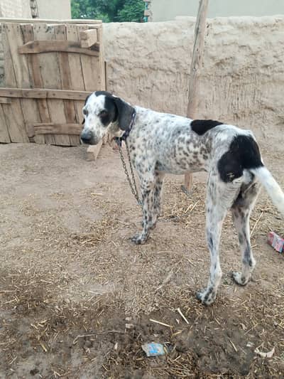 Pure pointer dog