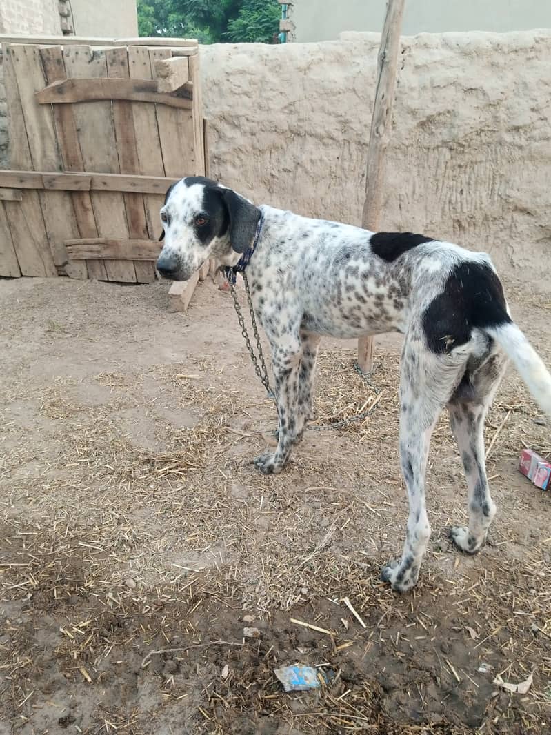 Pure pointer dog 0