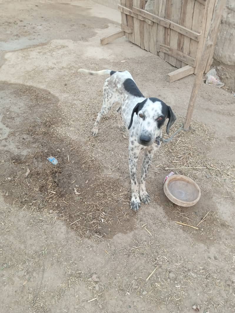 Pure pointer dog 1