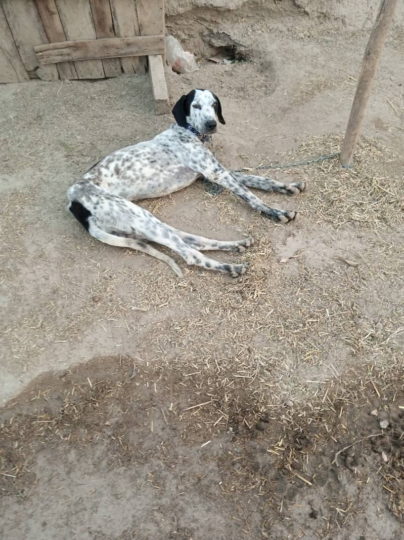 Pure pointer dog 2