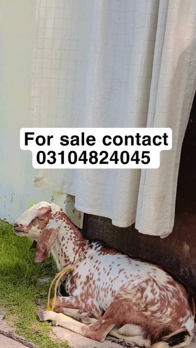 bakra dhunda qurbani ka lya tyar hai 03104824/045 contact on WhatsApp