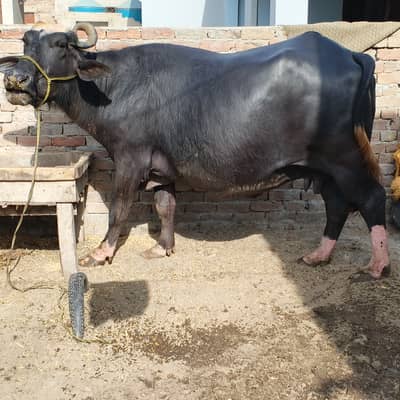 Pregnant buffalo