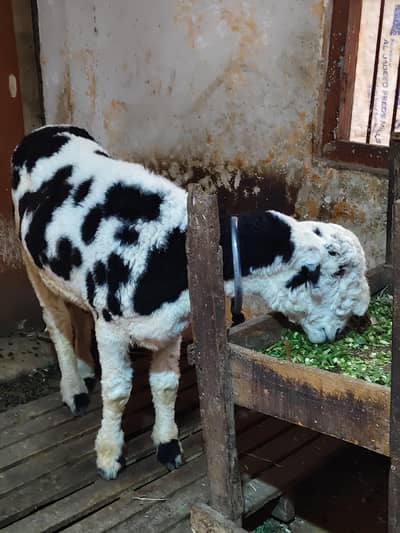 2 heavy male Dumby meet weaight 30kg  kami peshi jo jayegi jori ky 160