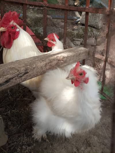 white cochine bentum eggs