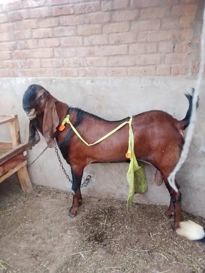 it is for sale