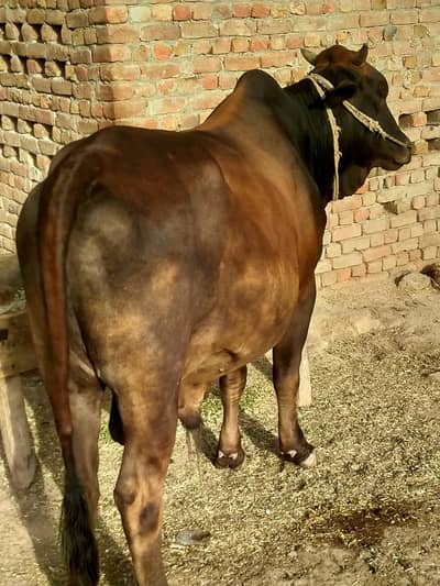 Beautiful Qurbani Bull / Wacha for Eid 2026 - Farm Raised
