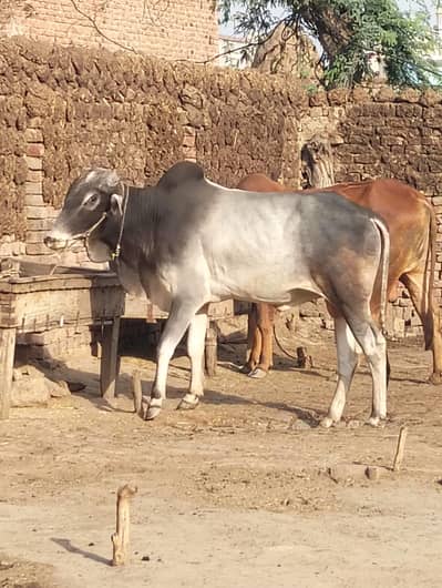 Qurbani Bull For sale 2.5 year age