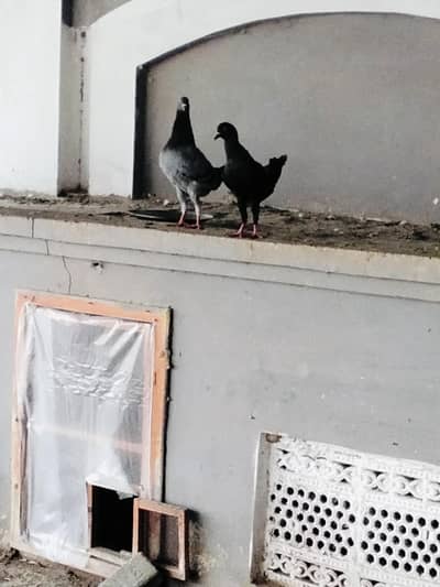 breeders fancy available, single Available
