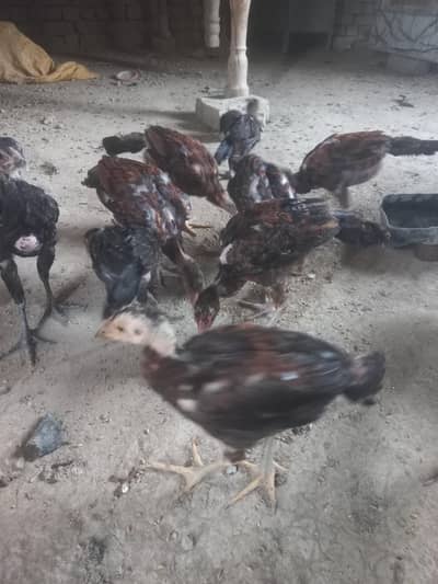 Aseel Chicks