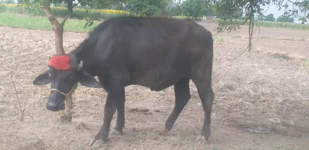 donda Kara for sale location pasrur kalaswala price 2lack 85thousand