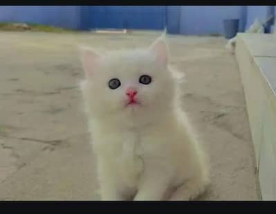 Persian cat for sale my WhatsApp number  03703659905