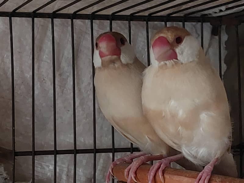 Fawn Java Red Eyes 2 Pairs. 0