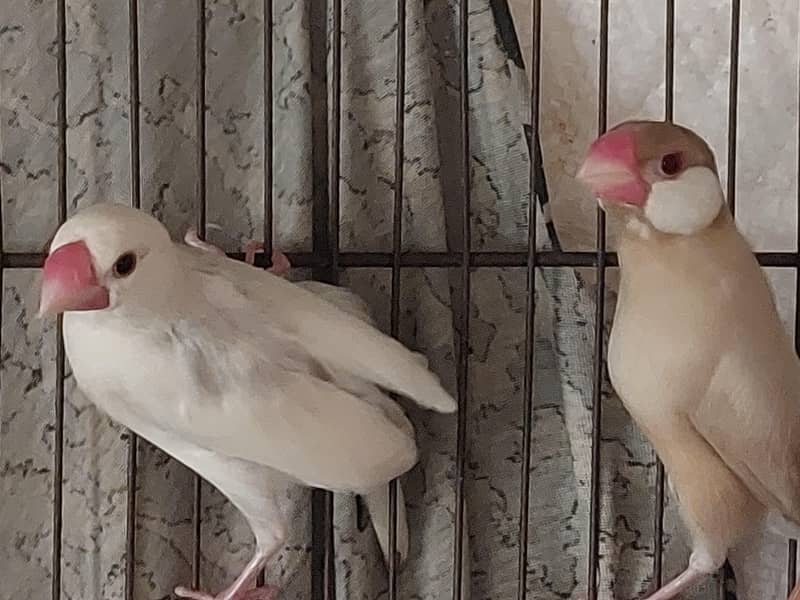 Fawn Java Red Eyes 2 Pairs. 2