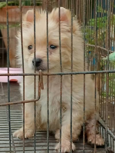 Pomeranian Toy Male Puppy Up For Good Families