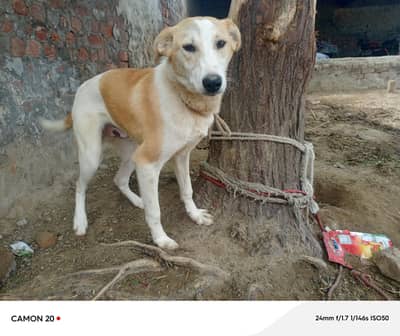 dog for sell. urgent