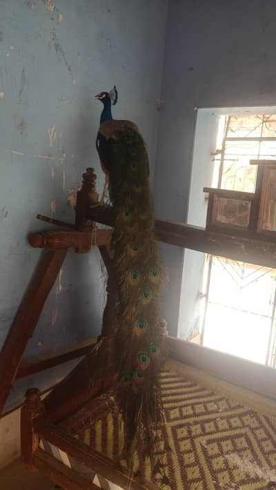 Male Peacock For Sale | Full Pankh | 3-4 Year | Healthy | Dadu