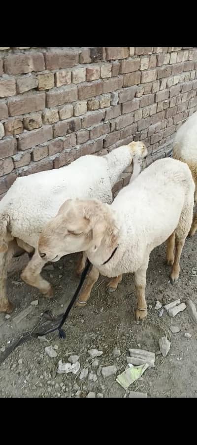 bakra goat chatra Qurbani k lia manasib price me 03029798991