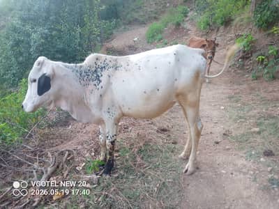 bull for sale