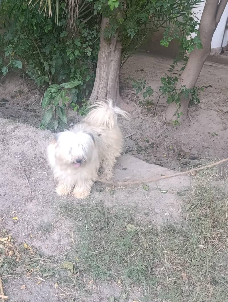 lhasa apso 1