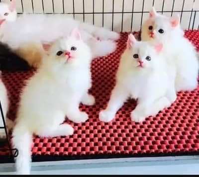 Persian cat for sale my WhatsApp number  03703659905