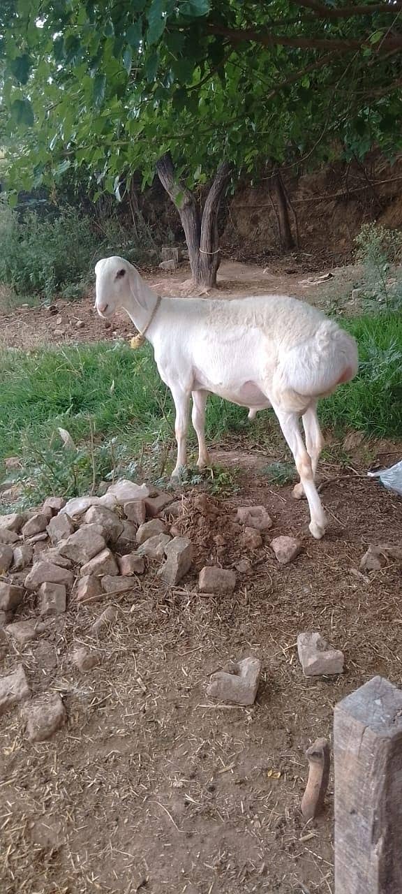 دنبہ فار سیل 0