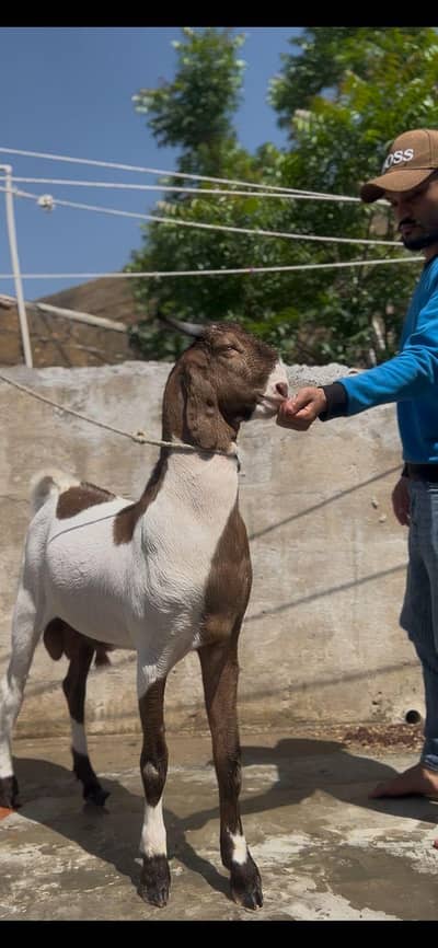 Bakra