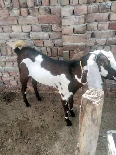 Qrbani ka Donda Bakra