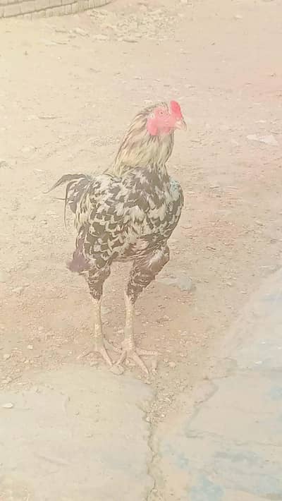 Aseel Sindhi
