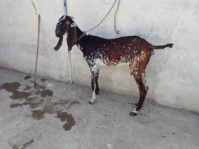 qurbni k liye Bakri