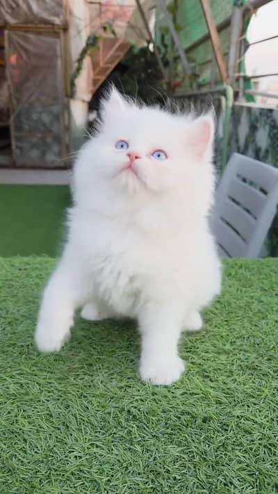 Persian cat for sale my WhatsApp number  03703659905