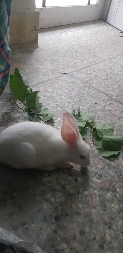 white Rabbit
