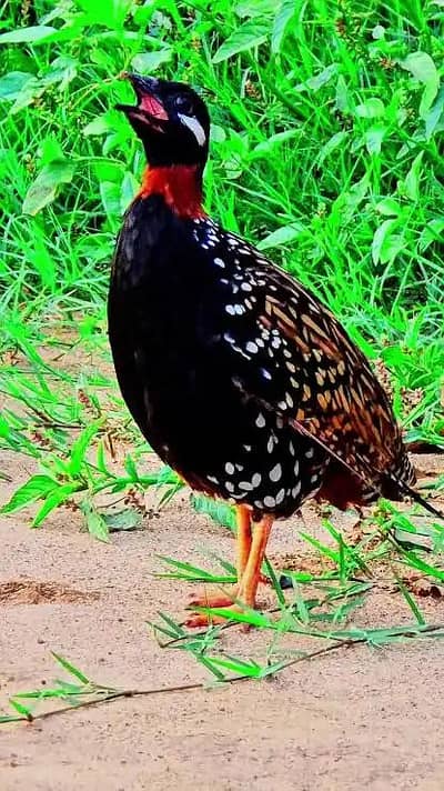 Bolny Wala black teetar