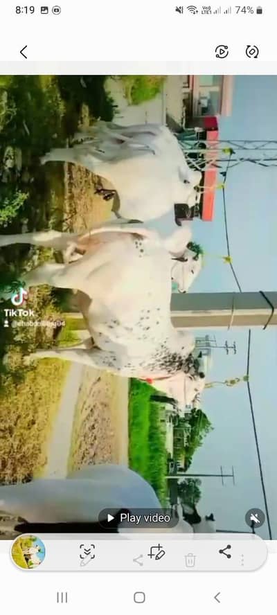 cow sale