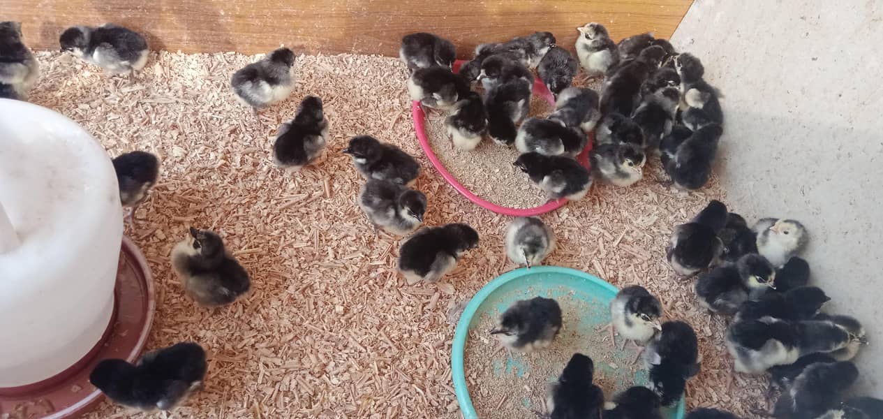 Australorp Chicks 1