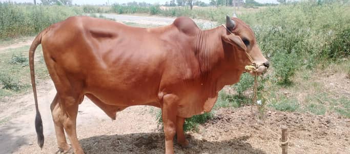 Qurbani Ka lu bohat asha ha doda ha  number par rabta Kar 0300095138