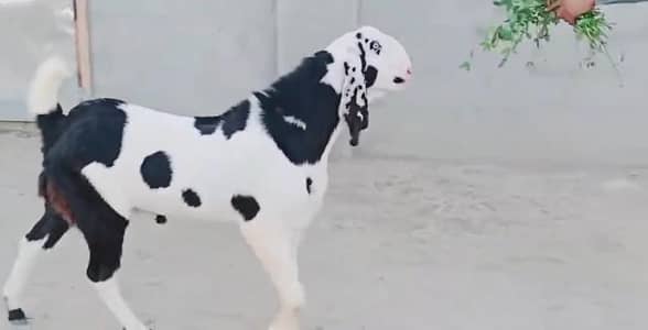 gulabi Bakra for Sale Call  03405796364