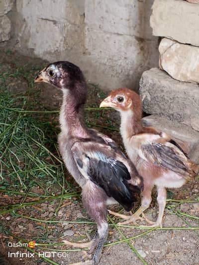 aseep chicks for sale